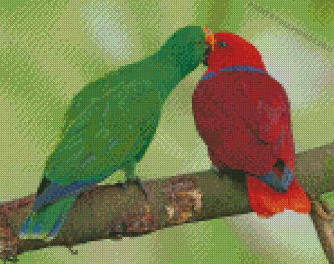 Eclectus Parrots Diamond Paintings