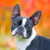 Female Boston Terrier Diamond Painting