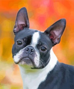 Female Boston Terrier Diamond Painting