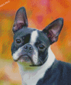 Female Boston Terrier Diamond Painting