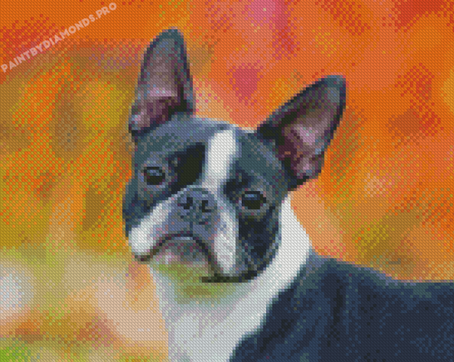 Female Boston Terrier Diamond Painting