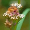 Field Mouse In Flowers Diamond Painting