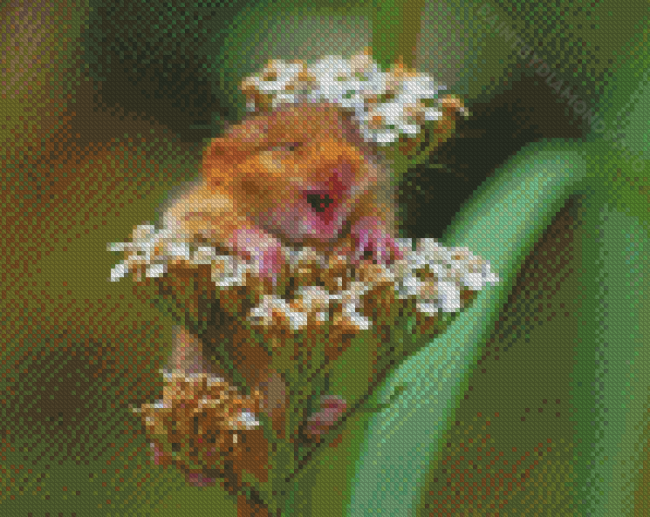 Field Mouse In Flowers Diamond Painting