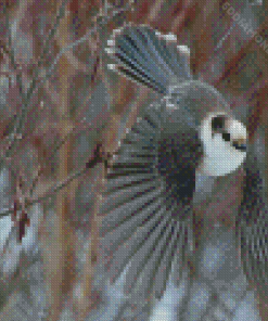 Flying Whiskey Jack Bird Diamond Painting