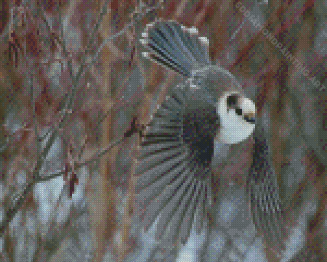 Flying Whiskey Jack Bird Diamond Painting