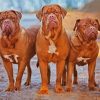 French Mastiff Dogs Diamond Painting