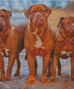 French Mastiff Dogs Diamond Painting