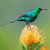 Green Sunbird Diamond Painting