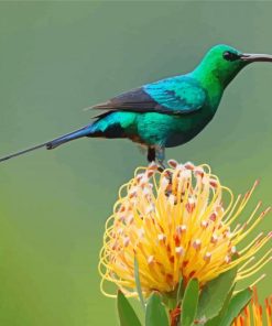 Green Sunbird Diamond Painting