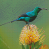 Green Sunbird Diamond Painting