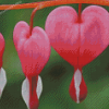 Heart Flowers Diamond Painting