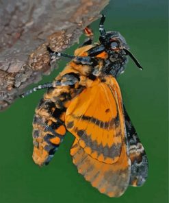 Insect Death Moth Diamond Painting