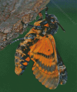 Insect Death Moth Diamond Painting