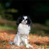 Japanese Chin Diamond Painting