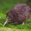 Kiwi Bird Diamond Paintings