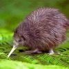 Kiwi Bird Diamond Paintings