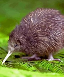 Kiwi Bird Diamond Paintings