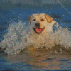 Labrador Swmming Diamond Painting