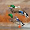 Mallard Ducks Birds Flying Diamond Painting