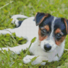 Miniature Fox Terrier Diamond Painting