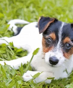 Miniature Fox Terrier Diamond Painting