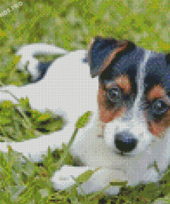 Miniature Fox Terrier Diamond Painting