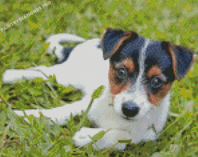 Miniature Fox Terrier Diamond Painting