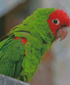 Mitred Parakeet Diamond Painting