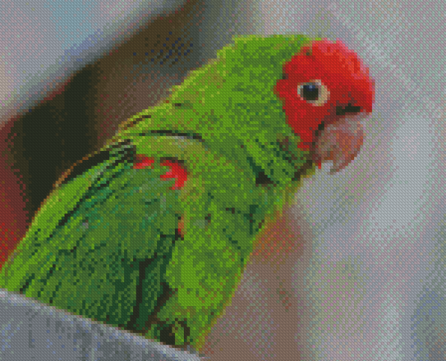 Mitred Parakeet Diamond Painting