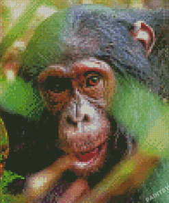 Monkey Ape Animal Diamond Paintings