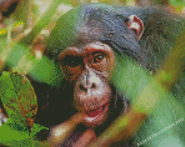 Monkey Ape Animal Diamond Paintings