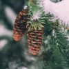 Pinecone In Snowy Tree Diamond Painting