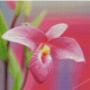 Pink Lady Slipper Flower Diamond Paintings