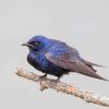 Purple Martin On Tree Diamond Painting