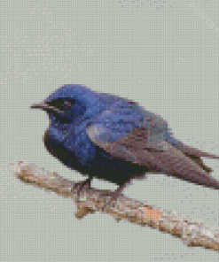 Purple Martin On Tree Diamond Painting