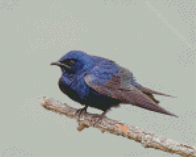 Purple Martin On Tree Diamond Painting