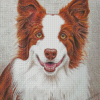 Red And White Border Collie Dog Diamond Painting