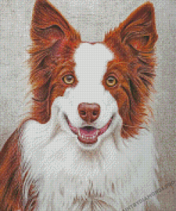 Red And White Border Collie Dog Diamond Painting