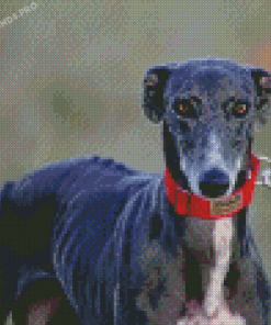 Spanish Greyhound Pet Diamond Painting