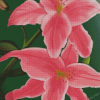 The Pink Lily Flowers Diamond Paintings