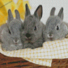 Three Bunnies In Basket Diamond Painting