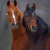 Two Horse Diamond Painting