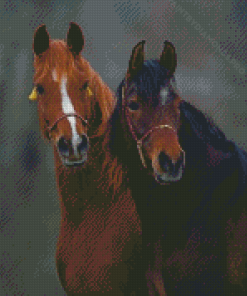 Two Horse Diamond Painting