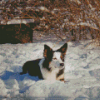 Welsh Sheepdog In Snow Diamond Painting