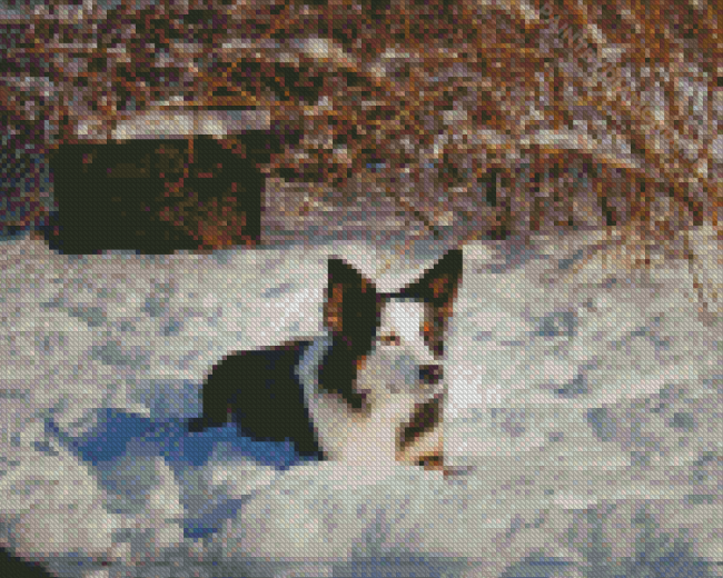 Welsh Sheepdog In Snow Diamond Painting