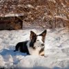 Welsh Sheepdog In Snow Diamond Painting