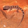 Western Desert Gecko Reptile Diamond Paintings