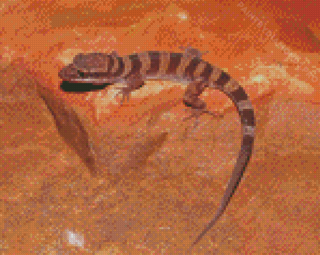 Western Desert Gecko Reptile Diamond Paintings