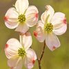 White Dogwoods Flowers Diamond Painting