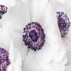 White Anemones Diamond Painting